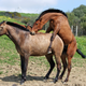 Illustration for article titled This Summer's Most Refreshing Beverage Is Horse Jizz Beer